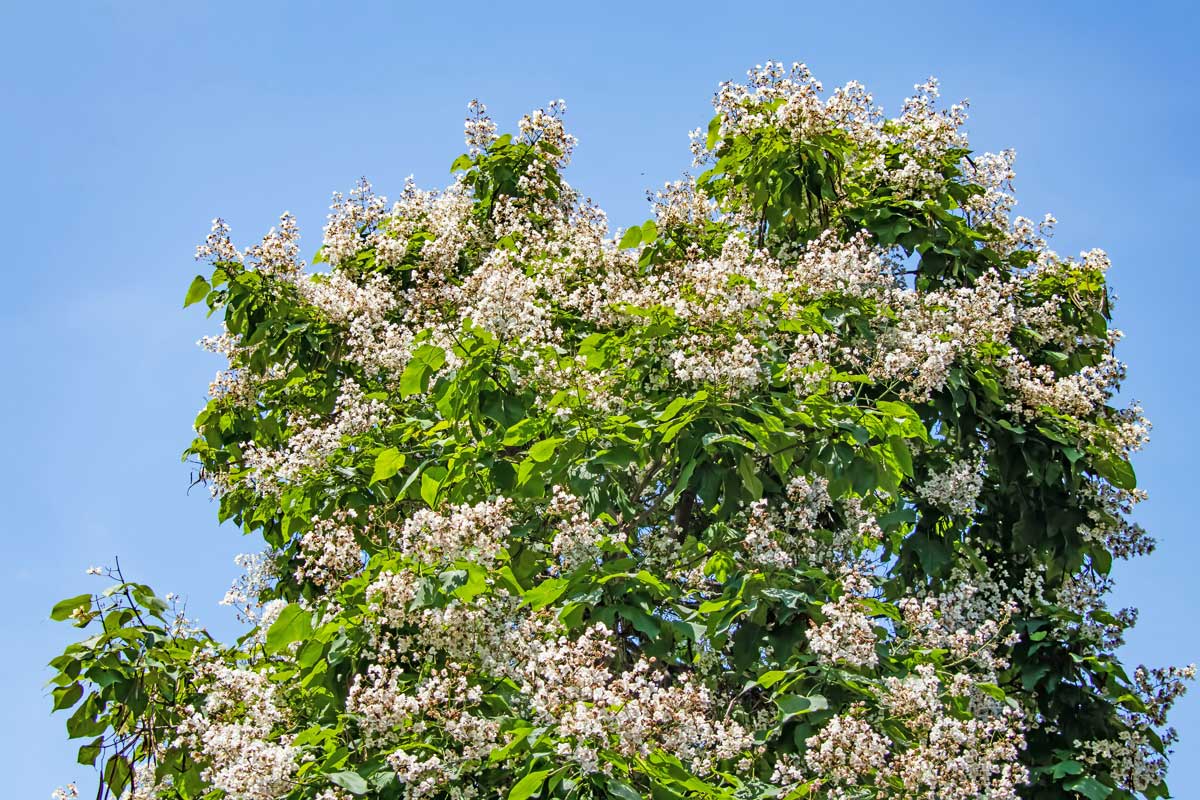 Trees With White Flowers: 23 Beautiful Choices 16 catalpa tree with large white flowers