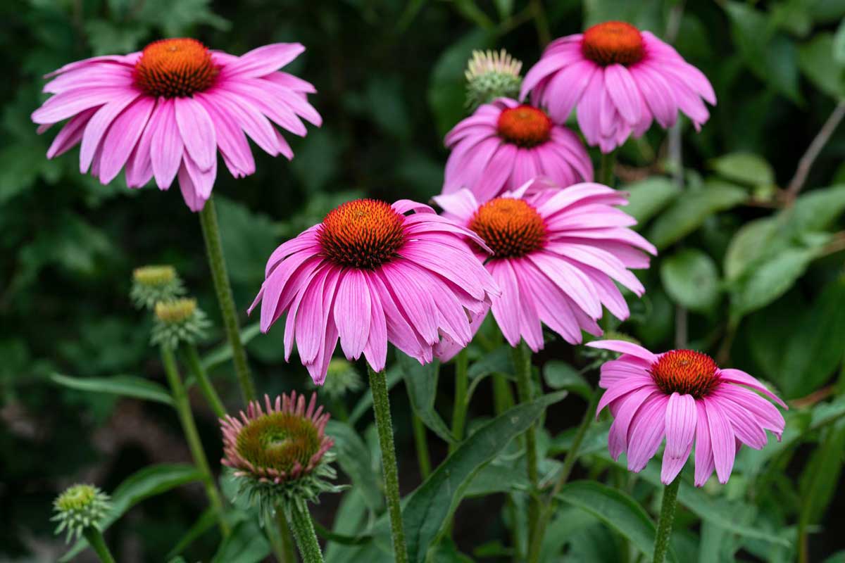 Alkaline Plants: 67 Trees, Shrubs, Vegetables & Flowers That Thrive 6 Echinacea like alkaline soil