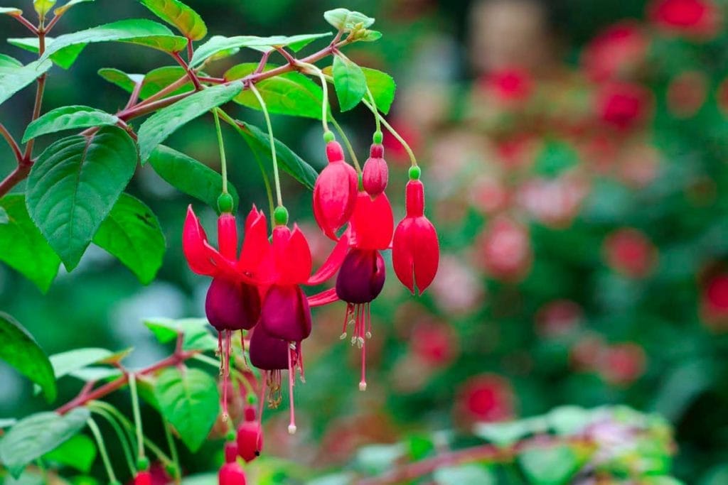 Irresistible Blooms: 12 Hanging Plants Hummingbirds Can't Resist 2 Irresistible Blooms: 12 Hanging Plants Hummingbirds Can't Resist - 38819560 image of beautiful fuchsia magellanica flower hummingbird fuchsia or hardy fuchsia hanging fuchsia flowers in the garden