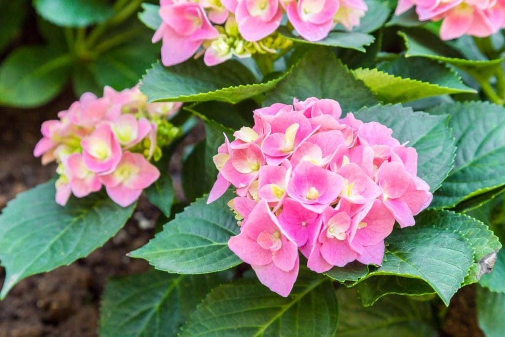 When & How to Fertilize Hydrangeas for the Best Blooms 12 hydrangeas shrub