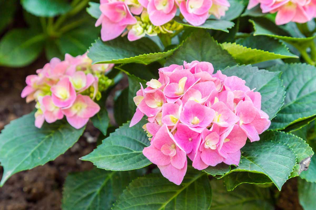 Low-Maintenance Shade Plants: Shrubs & Perennials 4 hydrangeas shrub