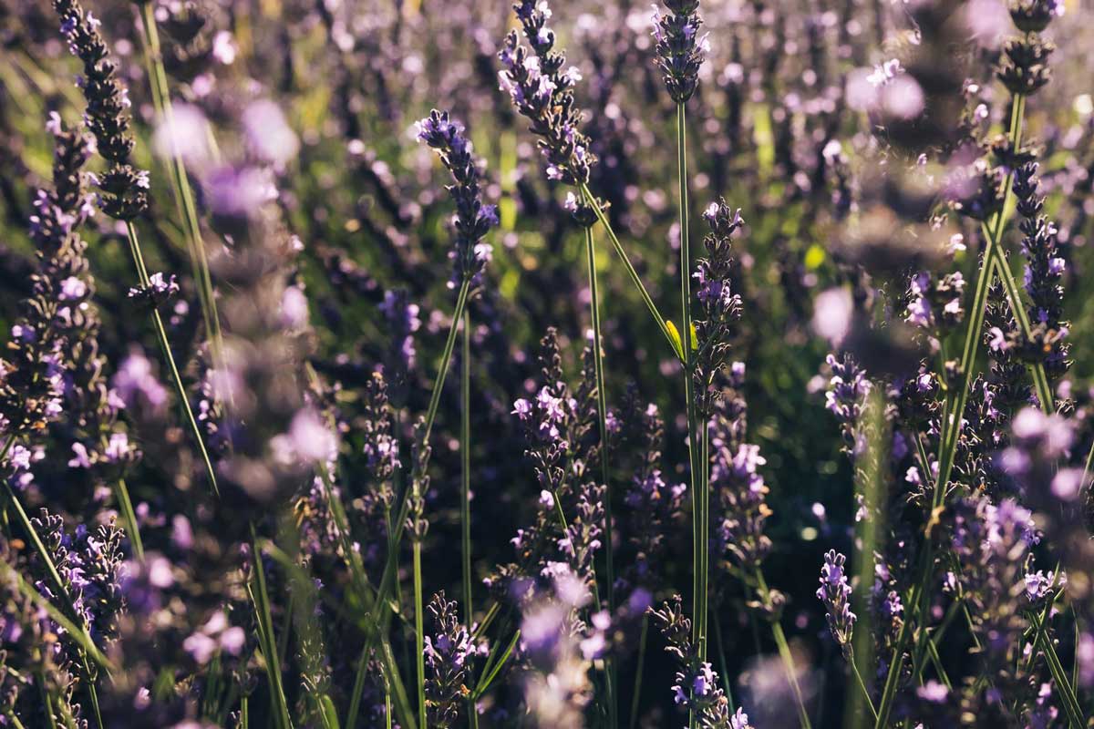Alkaline Plants: 67 Trees, Shrubs, Vegetables & Flowers That Thrive 3 blooming lavender likes alkaline soil