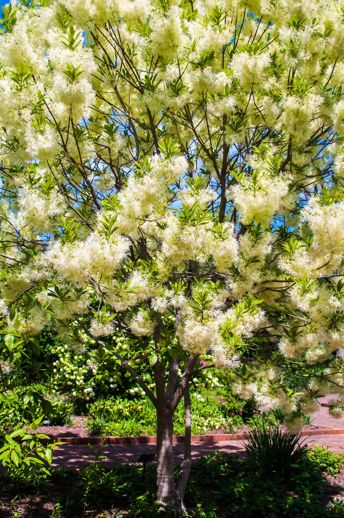 Trees With White Flowers: 23 Beautiful Choices 15 American fringe tree with white fleecy flowers