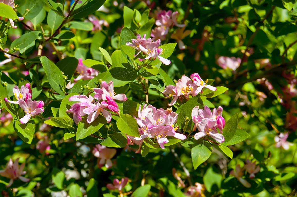 Alkaline Plants: 67 Trees, Shrubs, Vegetables & Flowers That Thrive 4 flowering honeysuckle is an alkaline loving plant