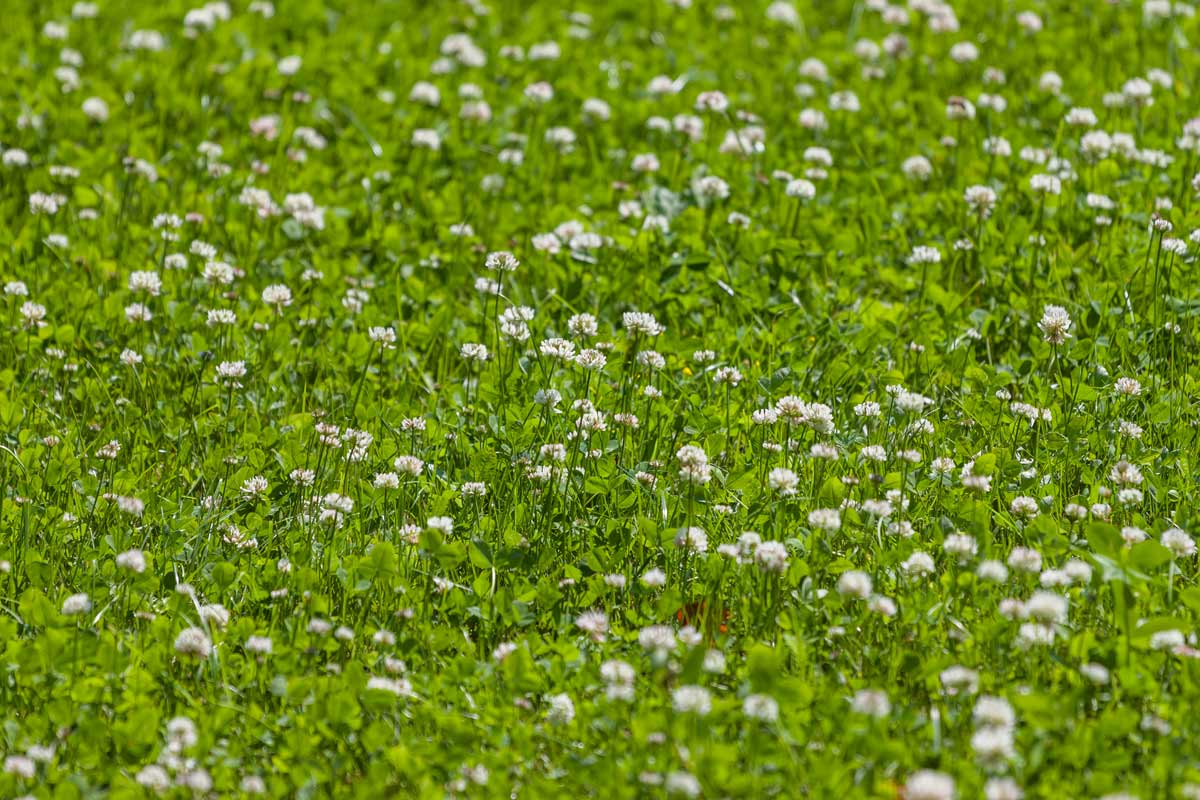Clover Lawns: 12 Reasons Why & Best Varieties 4 clover added to lawn grass