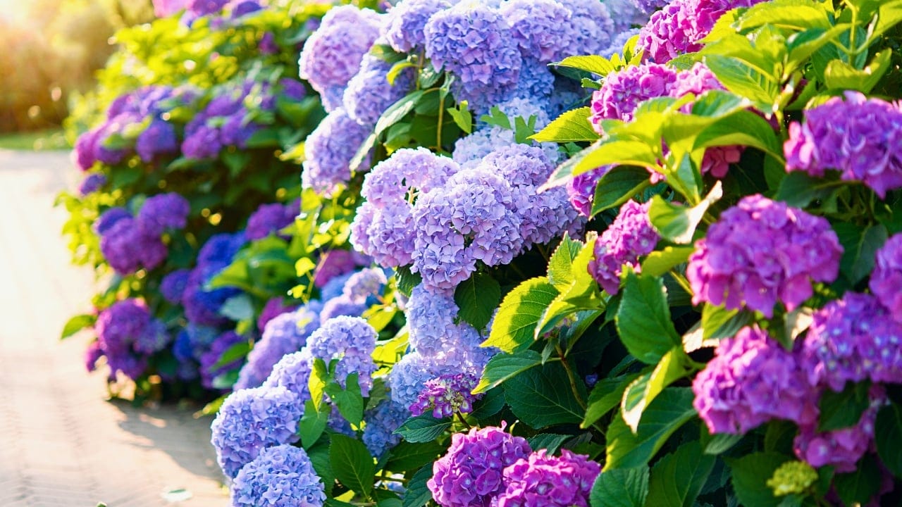 Skip the Fence: 18 Fast-Growing Shrubs for Instant Privacy 8 Skip the Fence: 18 Fast-Growing Shrubs for Instant Privacy - Hydrangea cottage ss2441736559 degm