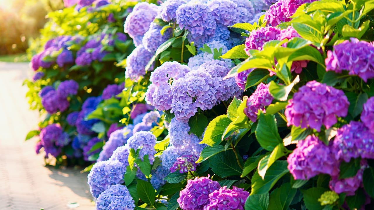 15 Plants That Transform Fence Lines Into Living Masterpieces - Hydrangea cottage ss2441736559 degm