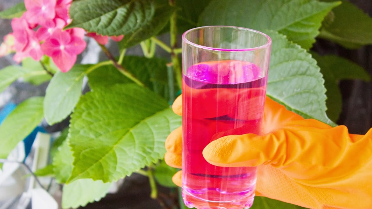 When & How to Fertilize Hydrangeas for the Best Blooms 4 When & How to Fertilize Hydrangeas for the Best Blooms - Hydrangea fertilizer ss2146315147 degm