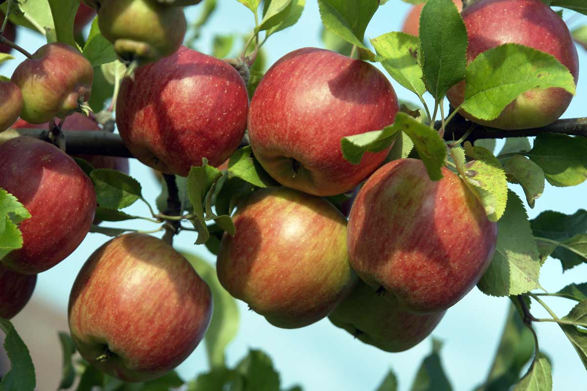 Best Zone 5 Fruit Trees: Standard, Dwarf & Unique / Exotic Varieties 3 apple tree