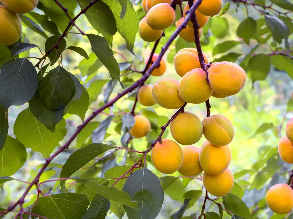 Best Zone 5 Fruit Trees: Standard, Dwarf & Unique / Exotic Varieties 14 apricot tree