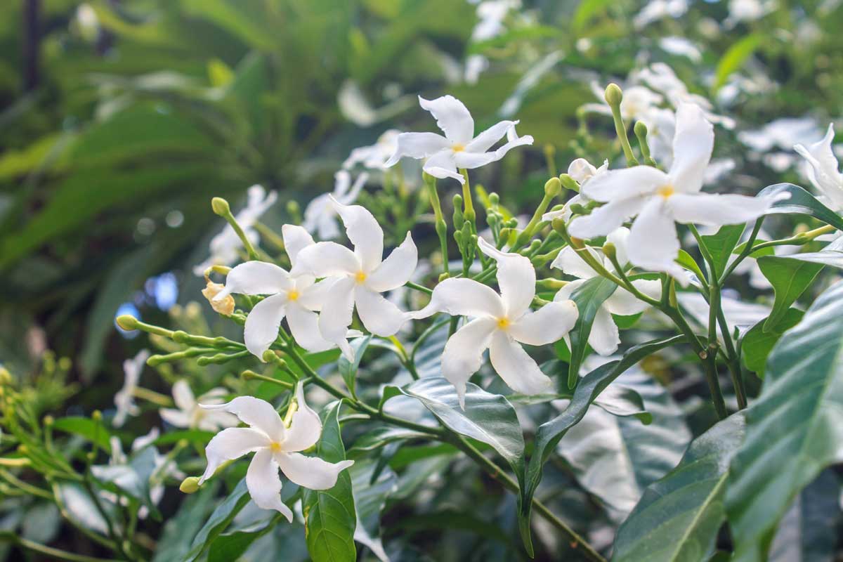 22 Beautiful White Flowering Shrubs for Any Garden 19 arabian jasmine white flowering shrub
