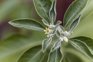 Growing Ashwagandha Plant: Complete Guide With Essential Tips 1 flower on an ashwagandha plant
