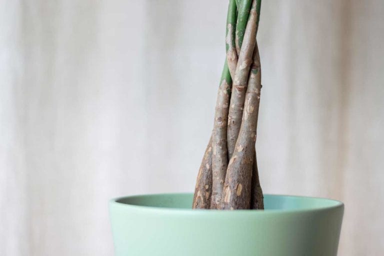 Braiding Money Tree: Why, How-to + Tips 6 braided money tree