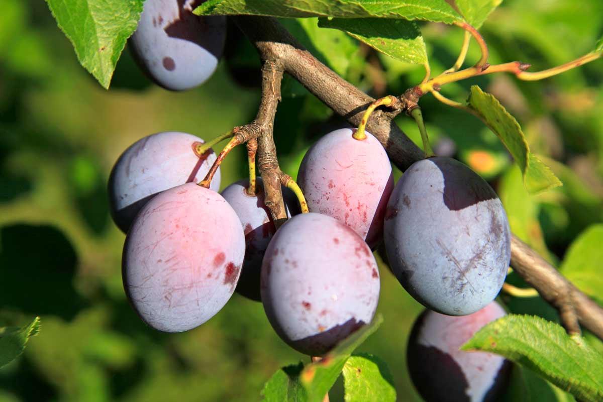 Best Zone 5 Fruit Trees: Standard, Dwarf & Unique / Exotic Varieties 6 plums on a plum tree