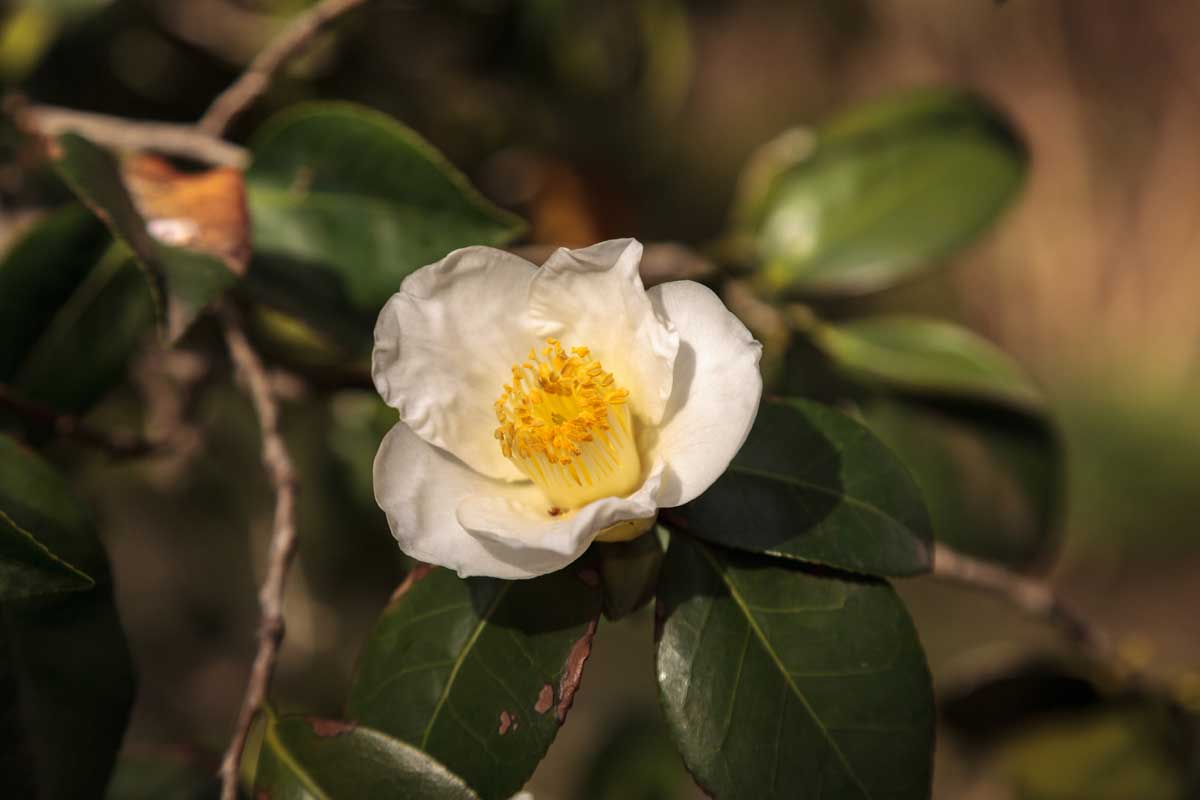 22 Beautiful White Flowering Shrubs for Any Garden 13 White Flowering Camellia Shrubs
