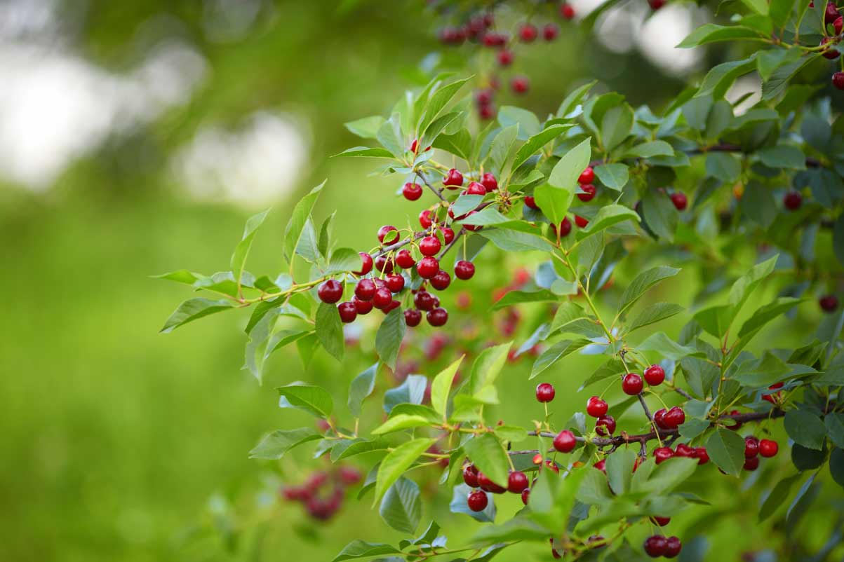 Best Zone 5 Fruit Trees: Standard, Dwarf & Unique / Exotic Varieties 2 cherry tree