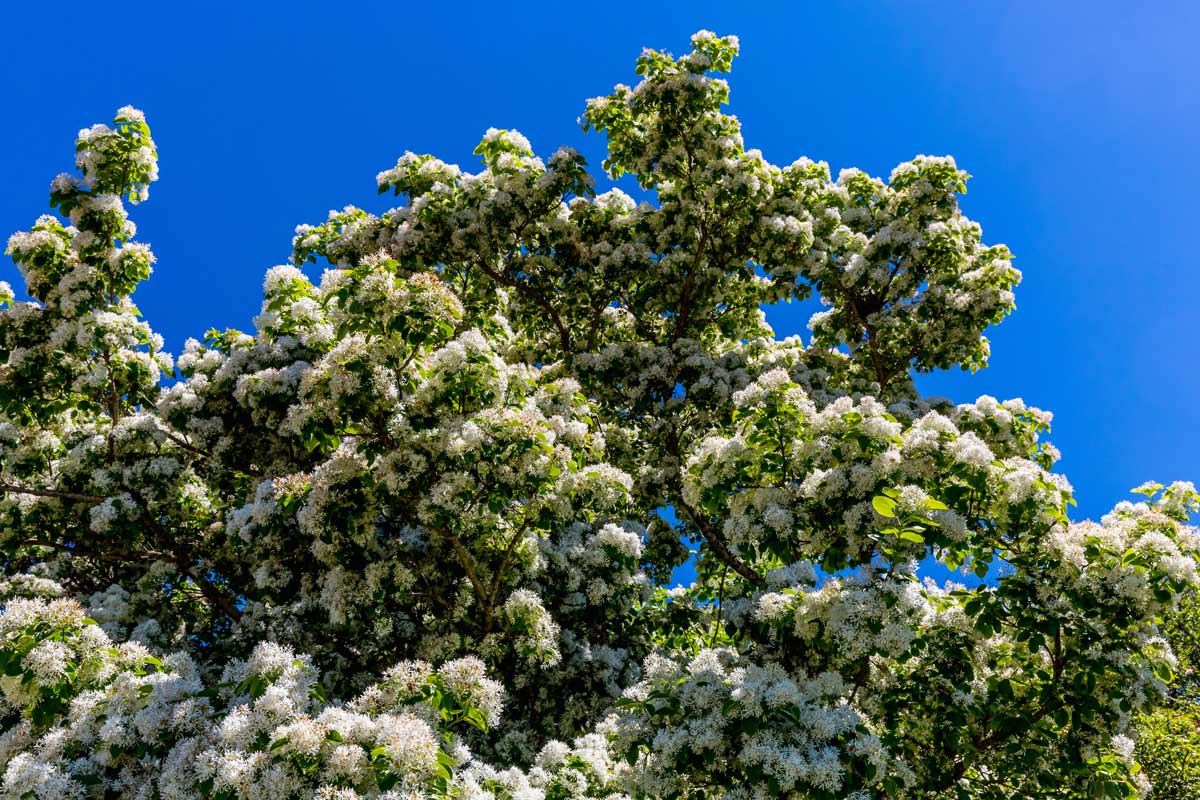 Trees With White Flowers: 23 Beautiful Choices 20 Chinese fringe tree with white blossoms