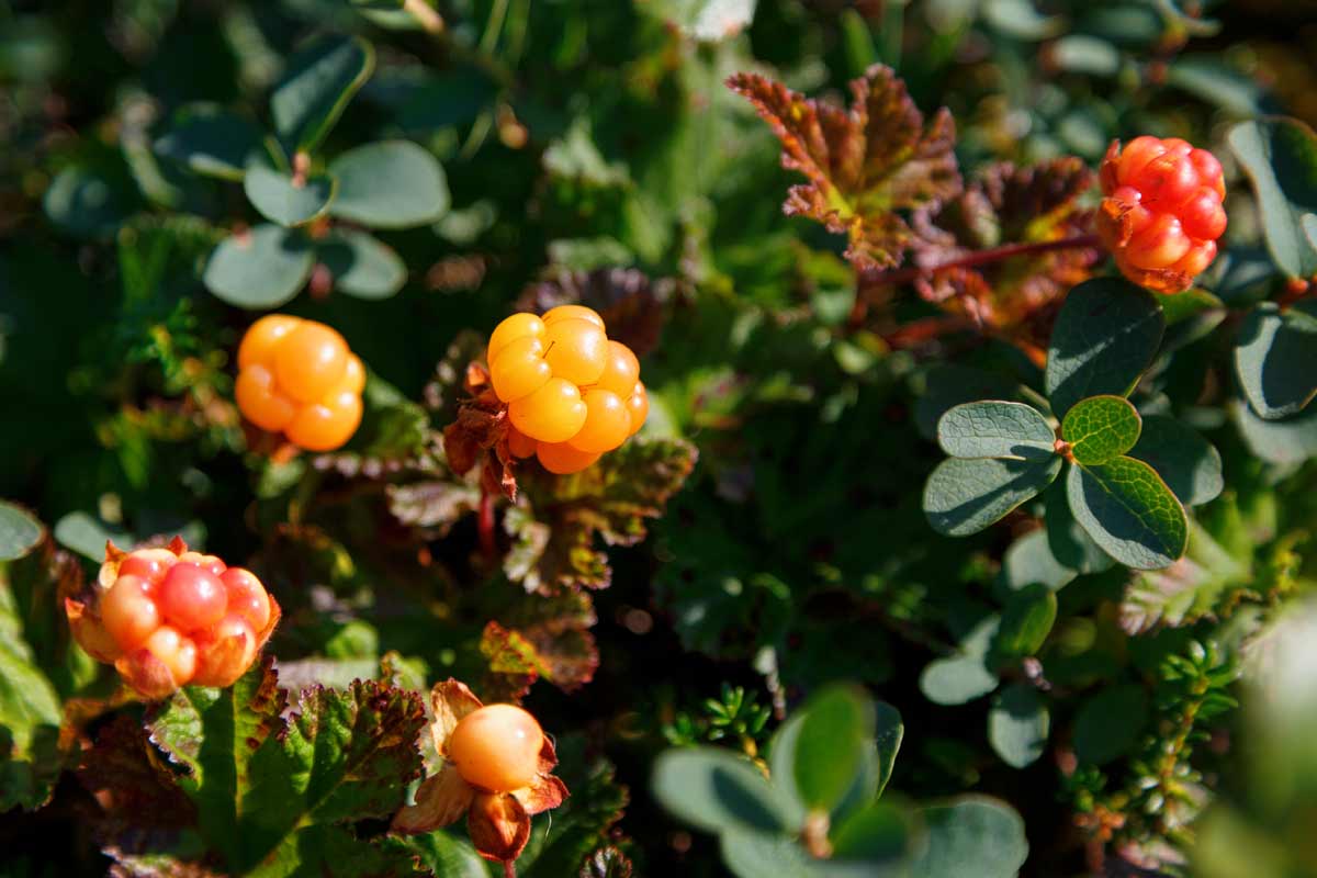 Best Zone 5 Fruit Trees: Standard, Dwarf & Unique / Exotic Varieties 17 cloudberries