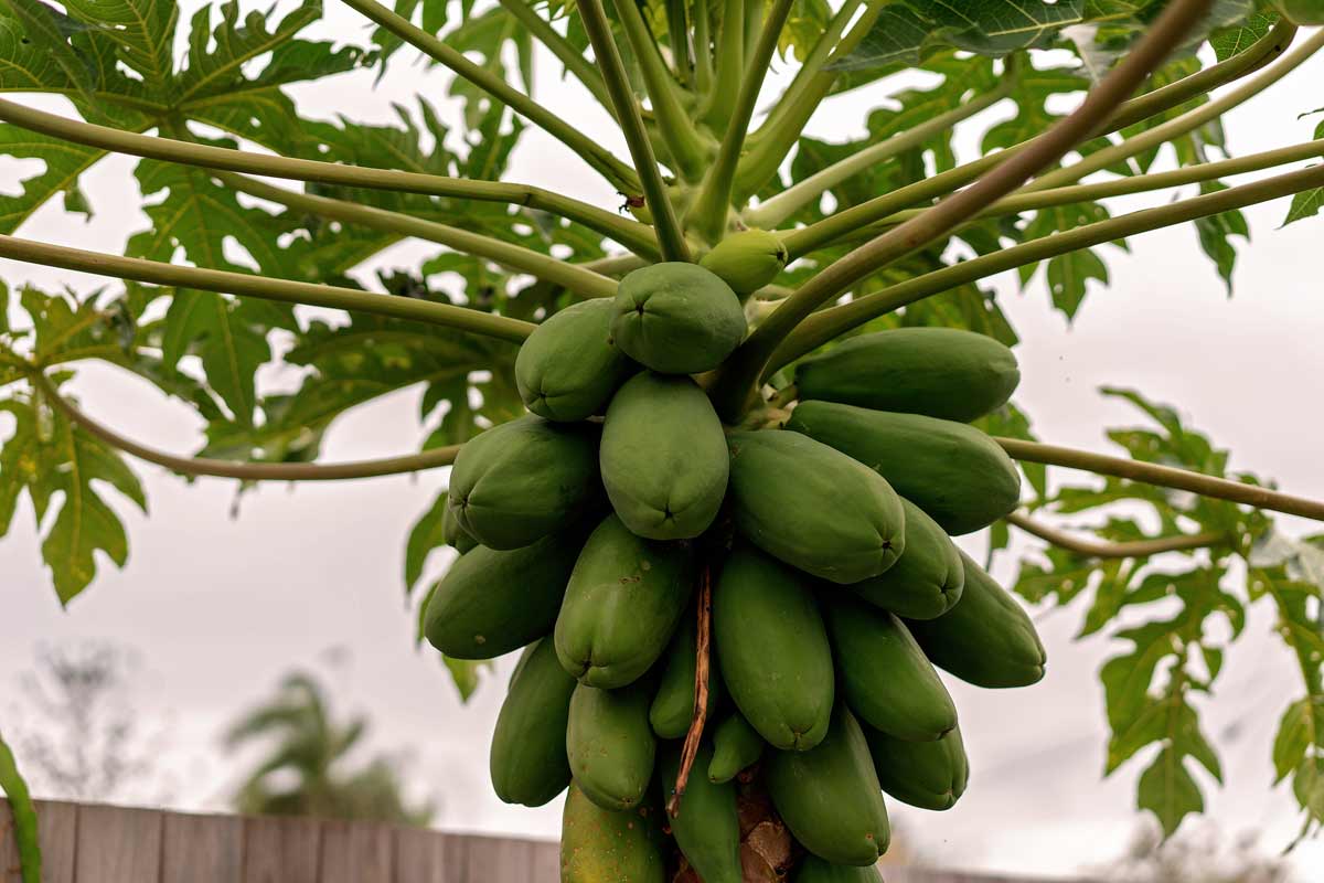 Best Zone 5 Fruit Trees: Standard, Dwarf & Unique / Exotic Varieties 8 pawpaw tree