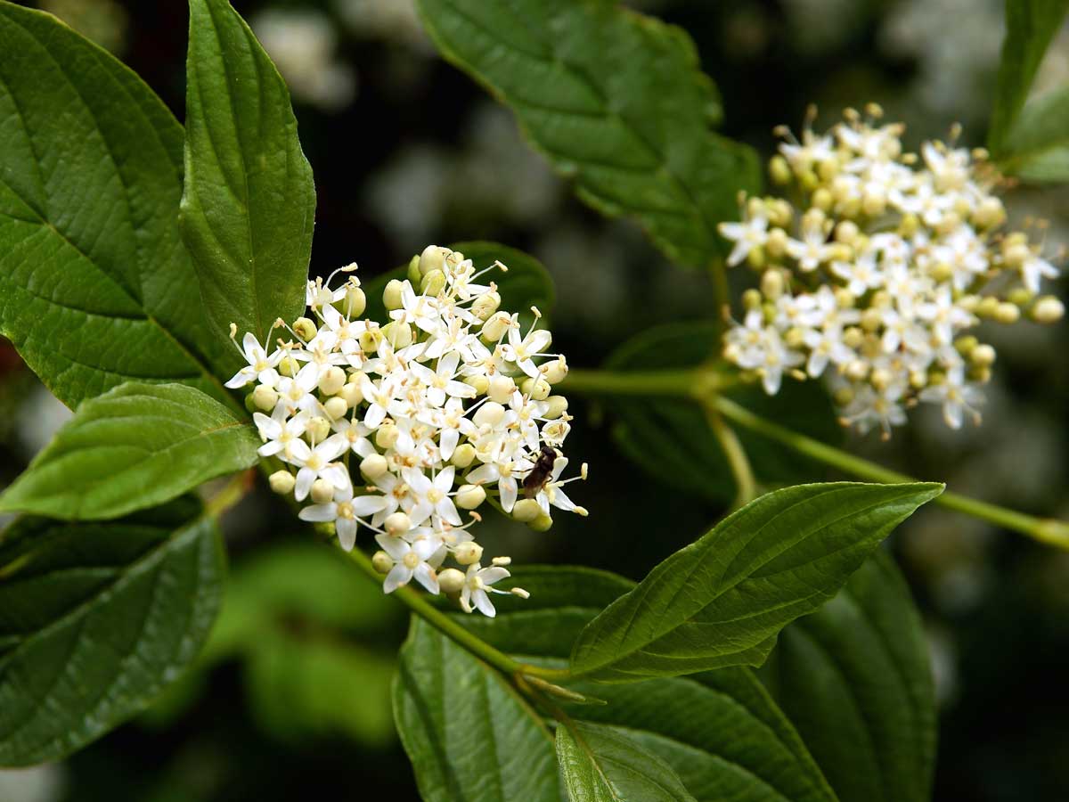 22 Beautiful White Flowering Shrubs for Any Garden 18 cornus alba white dogwood shrub