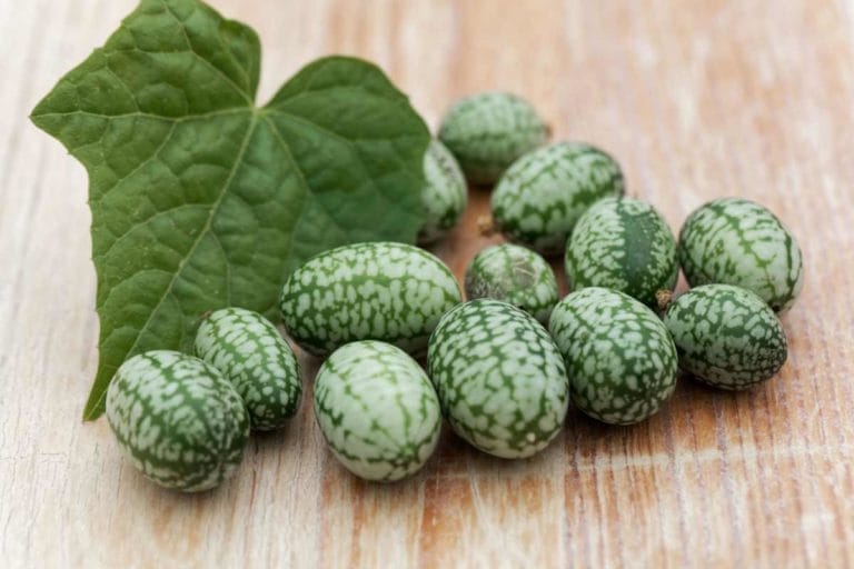 Cucamelon Plant Guide: What It Is + Growing + Propagating + Seeds 9 cucamelon or mouse melon