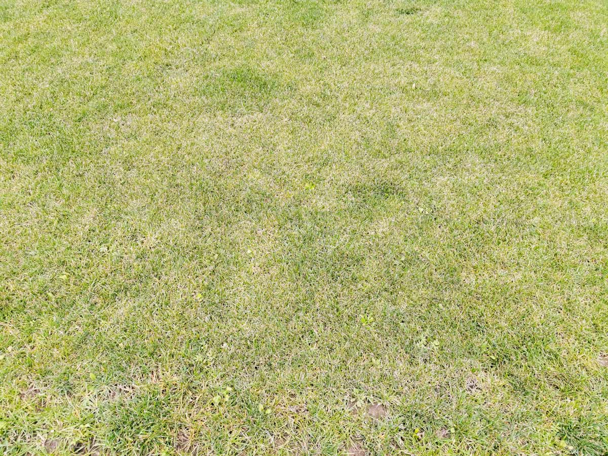 Clover Lawns: 12 Reasons Why & Best Varieties 3 dead grass lawn