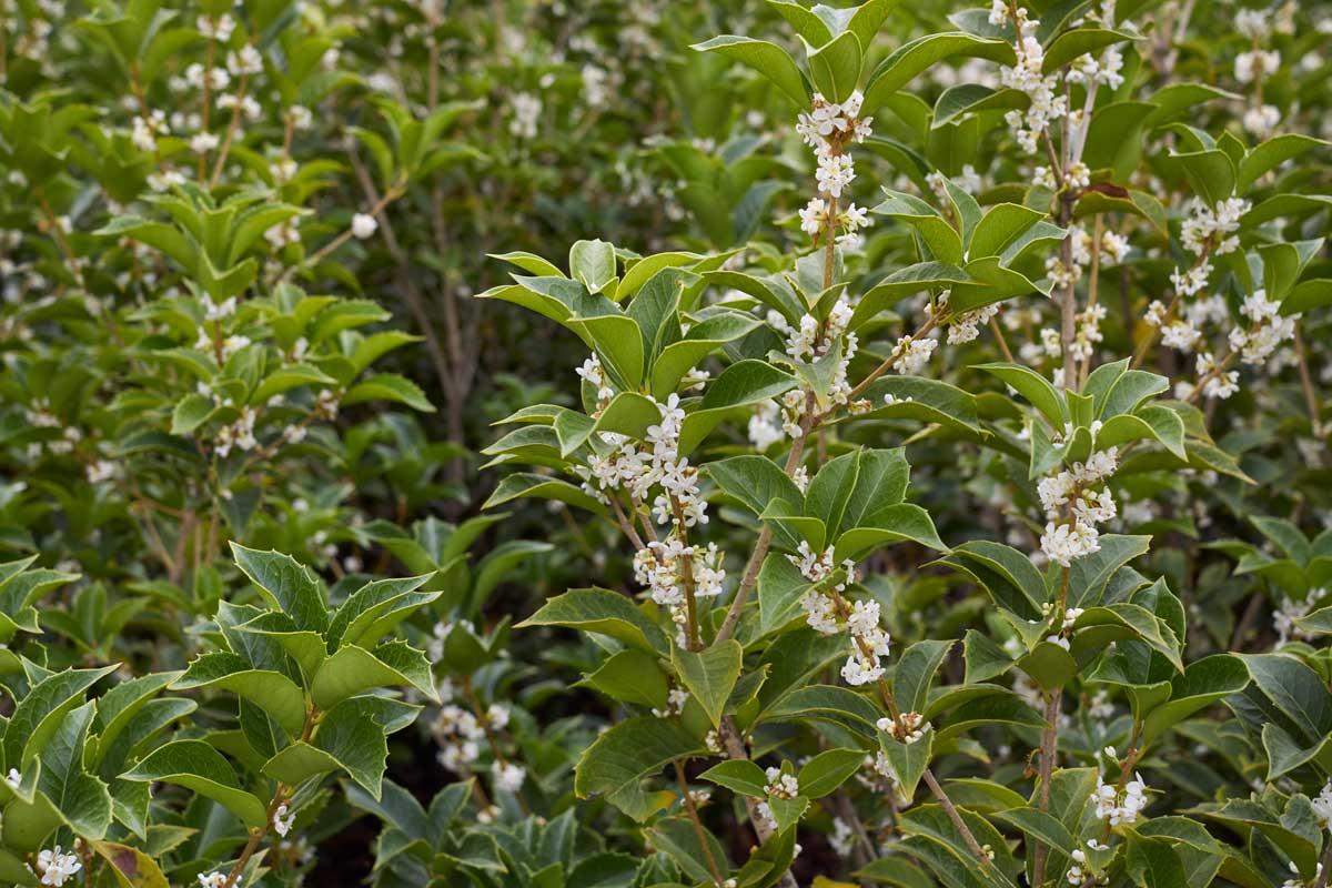 22 Beautiful White Flowering Shrubs for Any Garden 15 false holly white flower shrub