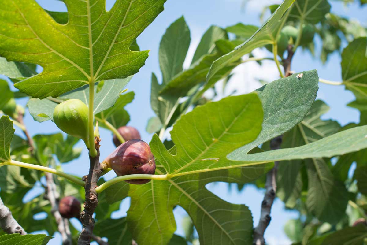 Best Zone 5 Fruit Trees: Standard, Dwarf & Unique / Exotic Varieties 11 fig tree