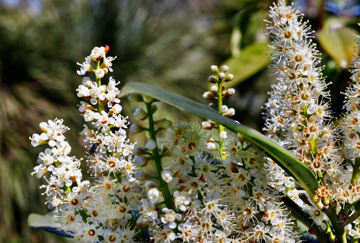 22 Beautiful White Flowering Shrubs for Any Garden 4 Cherry Laurel white flower shrub in bloom