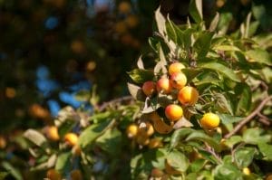Best Zone 5 Fruit Trees: Standard, Dwarf & Unique / Exotic Varieties 1 fruit tree growing in zone 5