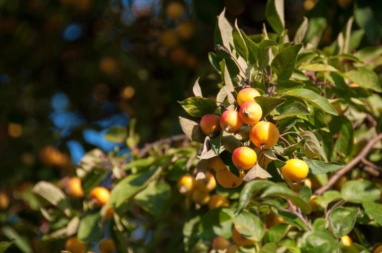 Best Zone 5 Fruit Trees: Standard, Dwarf & Unique / Exotic Varieties 4 fruit tree growing in zone 5