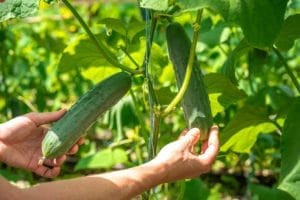 How to Grow Cucumbers: Complete Guide 1 growing cucumbers
