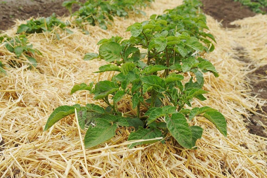 ruth stout method for gardening