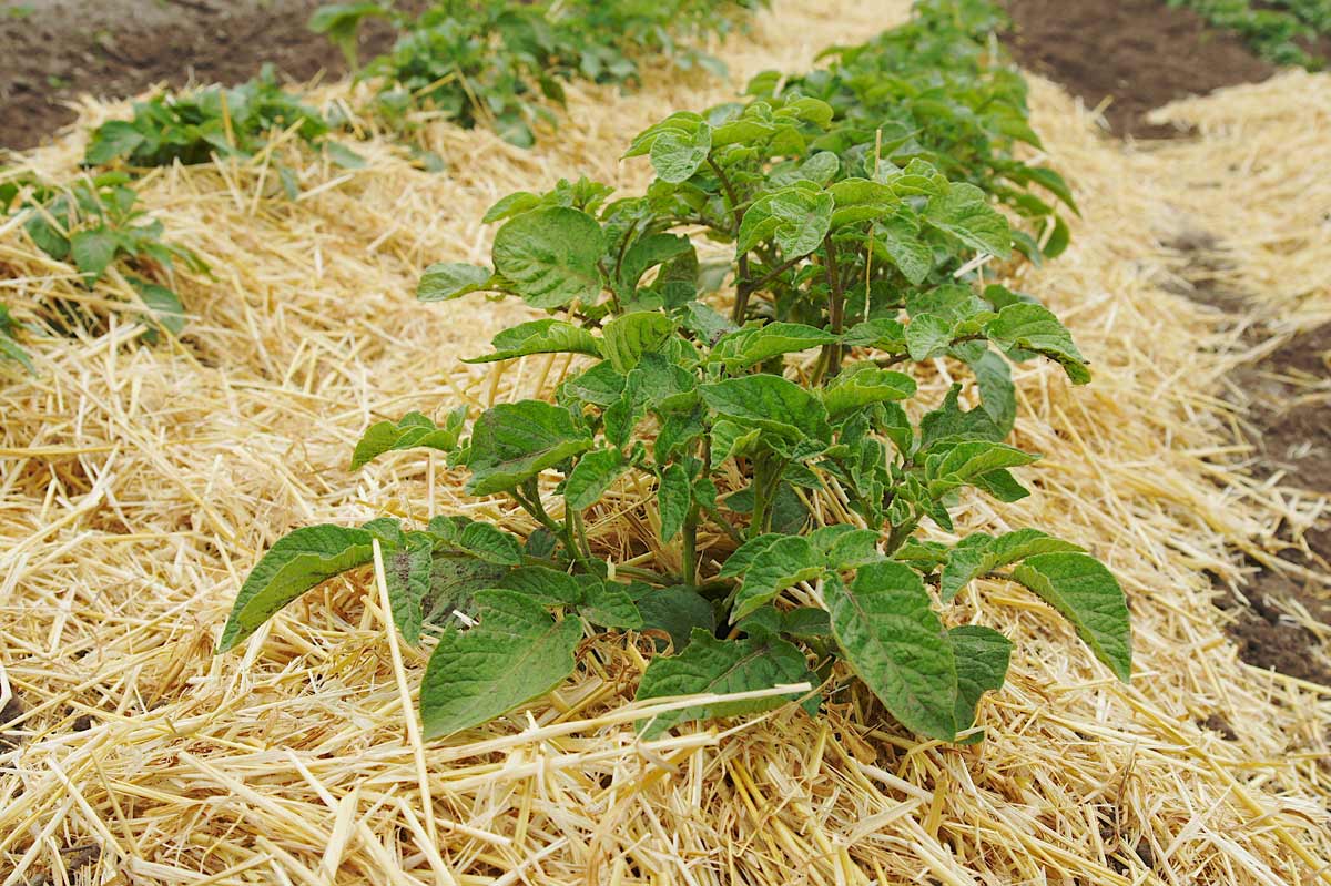 How to Grow Potatoes: Essential Care Guide + 5 Alternative Growing Methods 10 growing potatoes in straw
