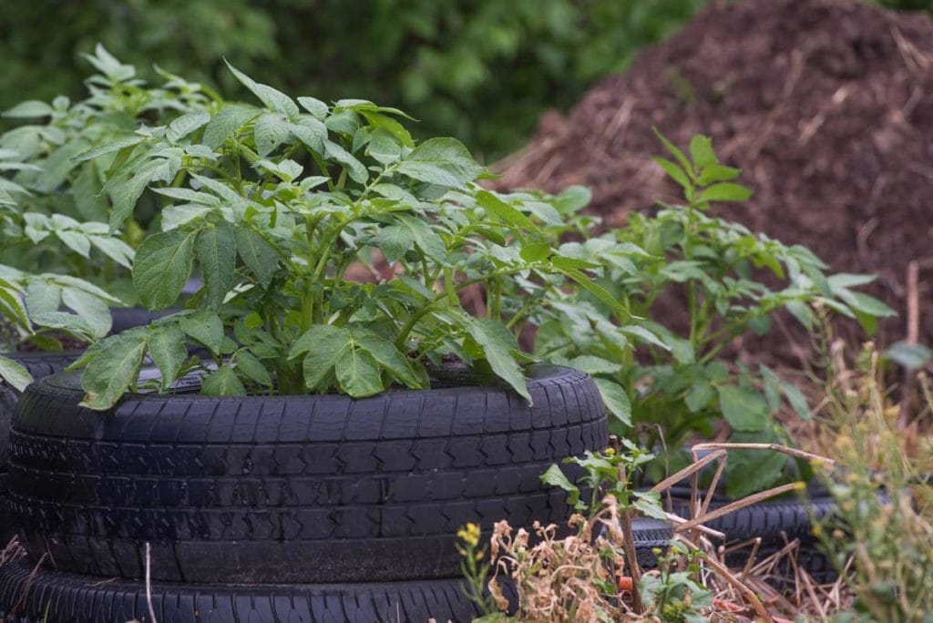 growing potatoes in tires