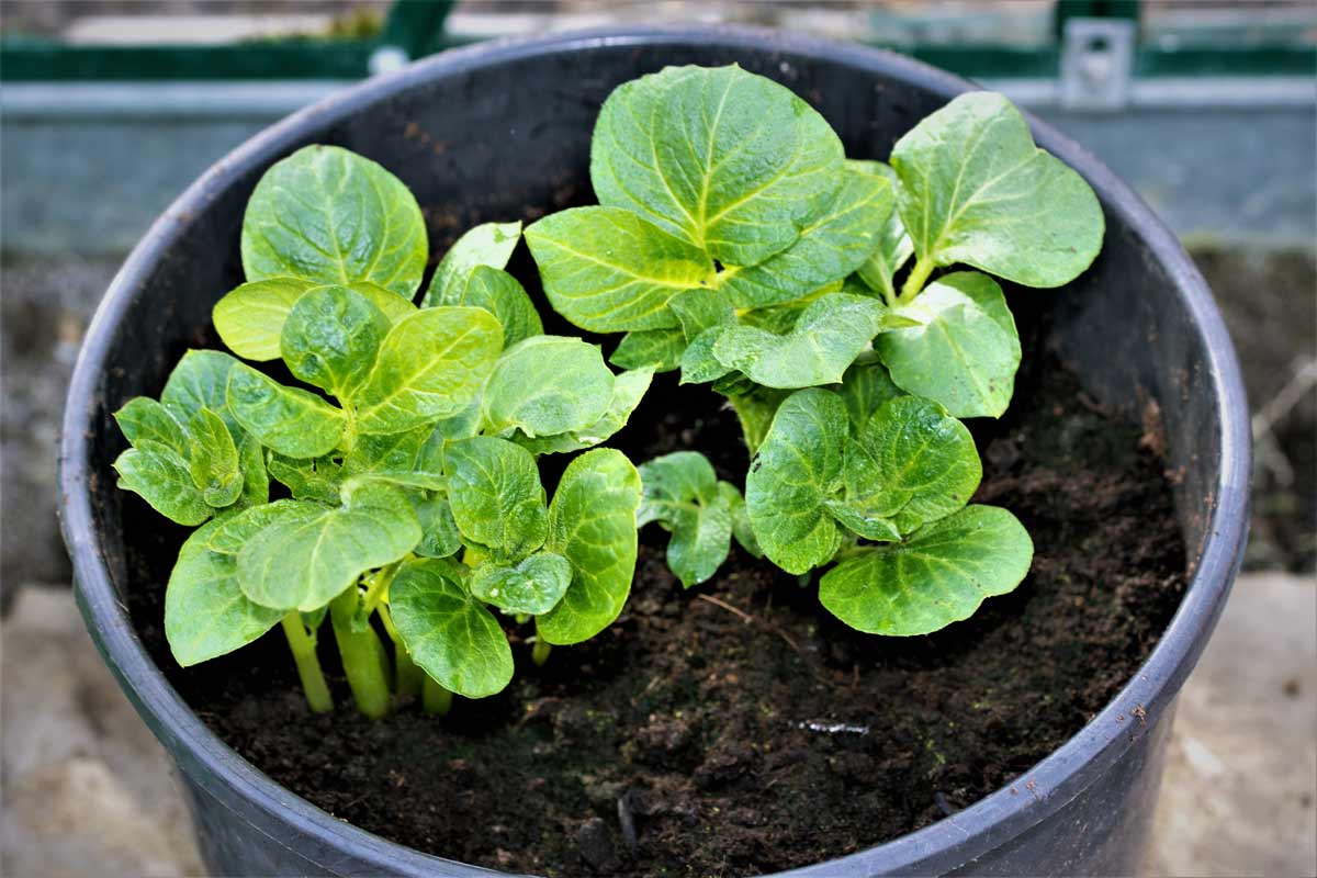 How to Grow Potatoes: Essential Care Guide + 5 Alternative Growing Methods 11 growing potatoes indoors