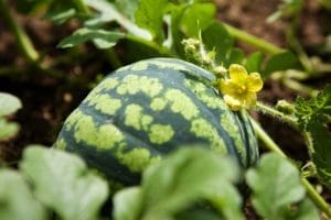 How to Grow Watermelons: Guide With Detailed Instructions 1 growing watermelon plant