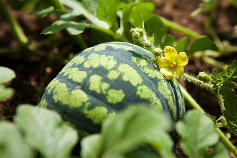 How to Grow Watermelons: Guide With Detailed Instructions 10 growing watermelon plant