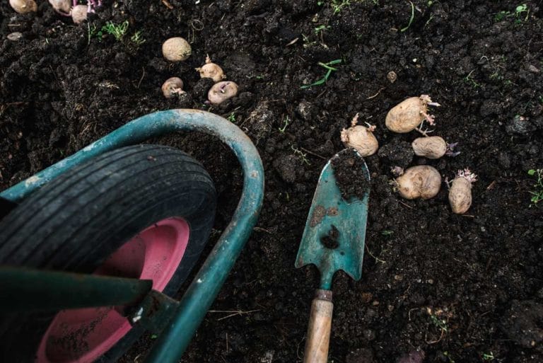 How to Grow Potatoes: Essential Care Guide + 5 Alternative Growing Methods 6 growing potatoes