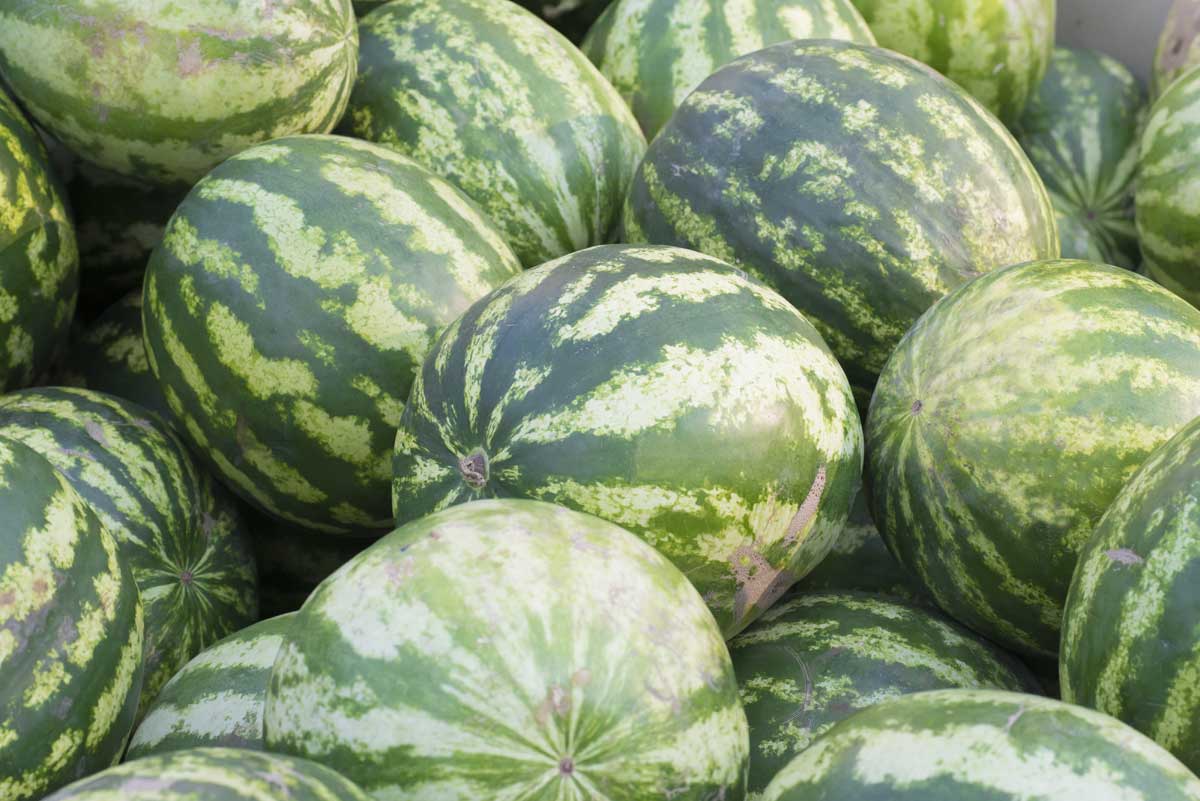 How to Grow Watermelons: Guide With Detailed Instructions 9 harvested watermelons