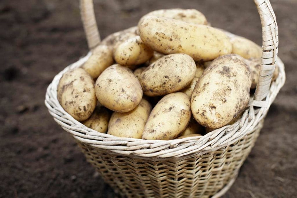 Are Potatoes Man Made: Untold History of This Humble Spud 4 harvested potato