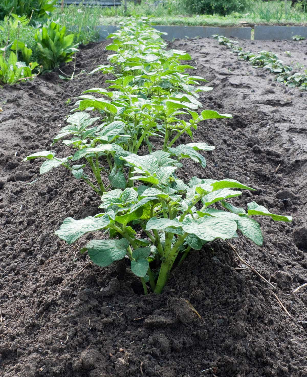How to Grow Potatoes: Essential Care Guide + 5 Alternative Growing Methods 6 hilling potato plants