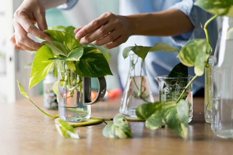 How to Propagate Pothos: Soil & Water Plant Propagation Guide 6 showing how to propagate pothos in water