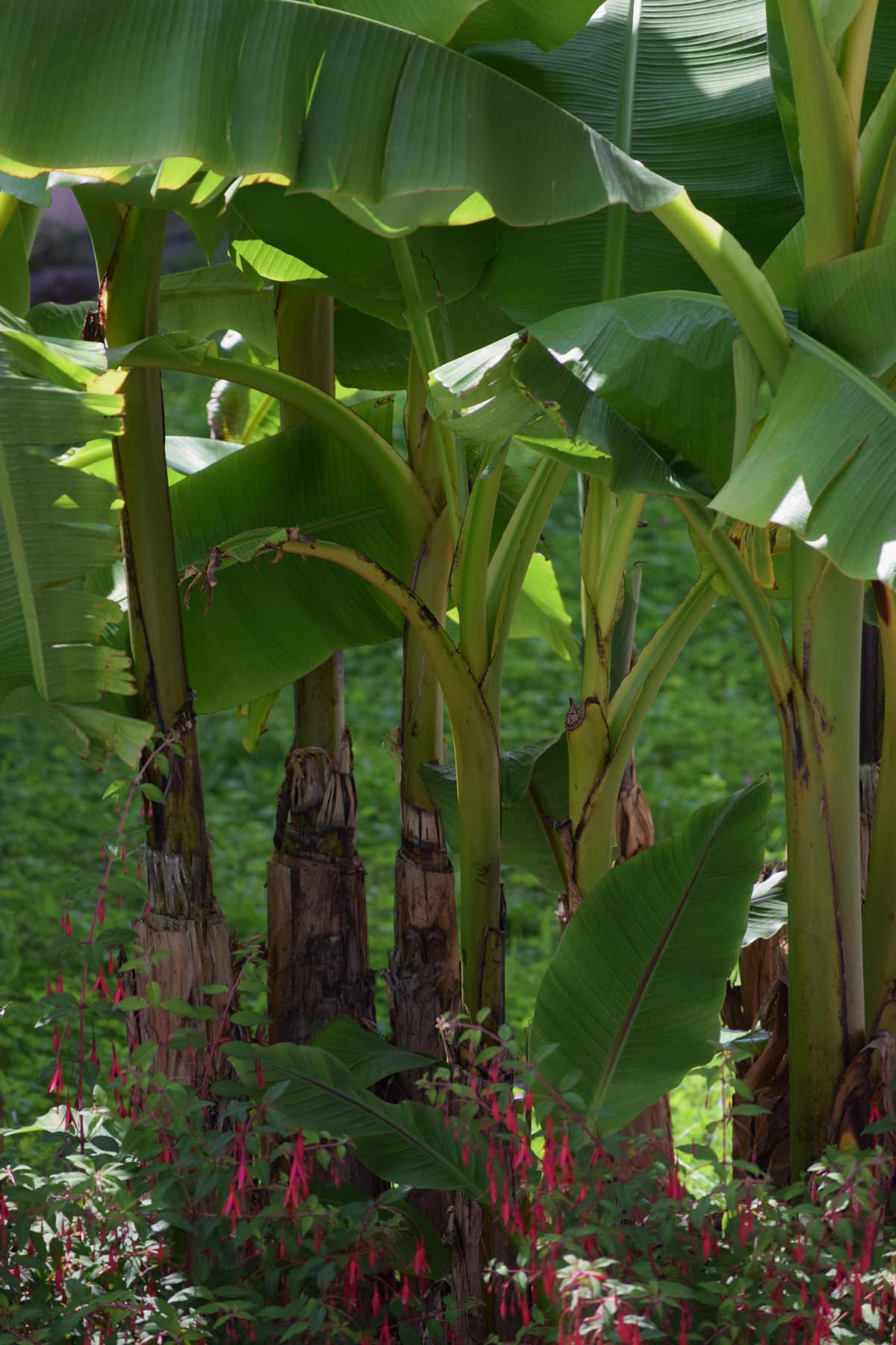 Best Zone 5 Fruit Trees: Standard, Dwarf & Unique / Exotic Varieties 4 Japanese Fiber Banana (Musa basjoo) tree