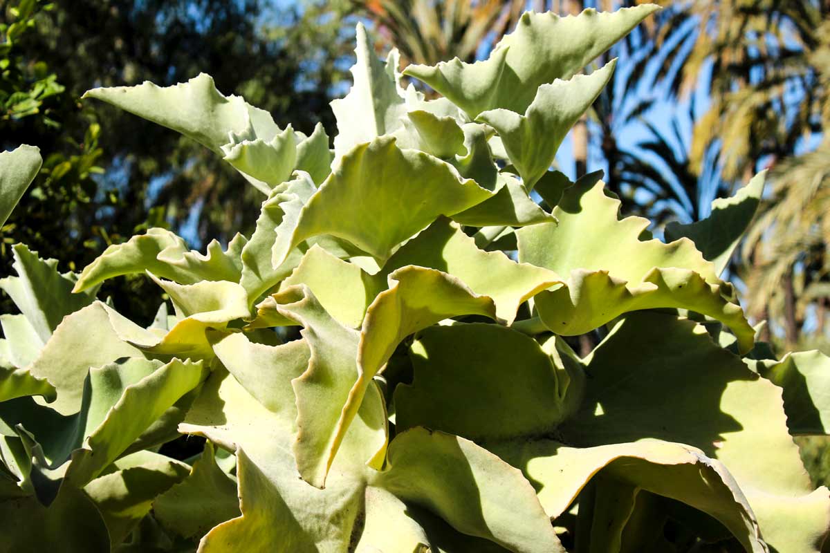 Kalanchoe Blossfeldiana Plant: How to Grow & Care + Common Problems 4 Kalanchoe beharensis plant
