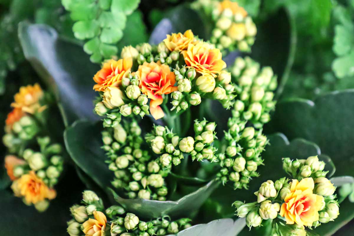 Kalanchoe Blossfeldiana Plant: How to Grow & Care + Common Problems 6 kalanchoe blooming with orange flowers