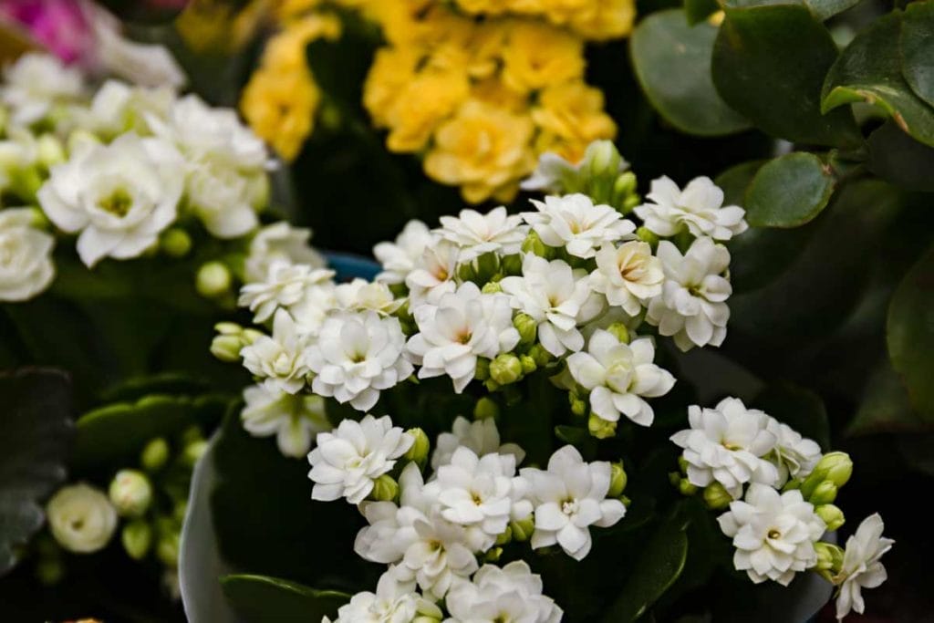 Things to Consider When Buying a Houseplant: Guide + 14 Tips 2 kalanchoe blossfeldiana plant