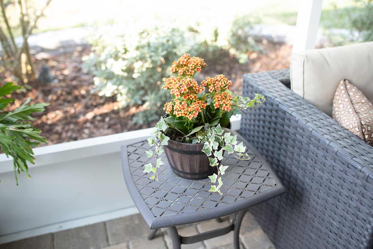 Kalanchoe Blossfeldiana Plant: How to Grow & Care + Common Problems 2 kalanchoe blossfeldiana plant on a patio outdoors