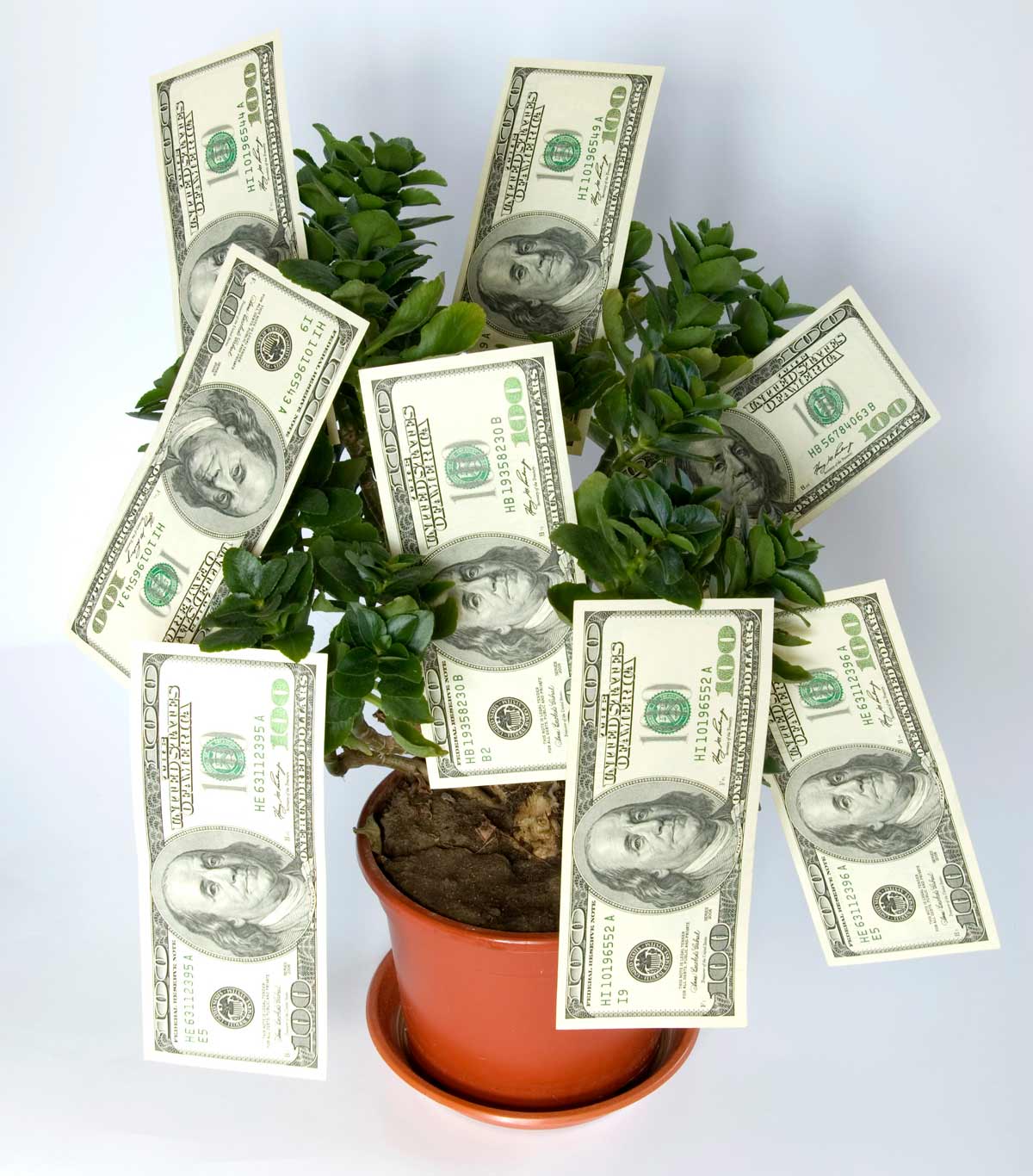 Money Tree Meaning: What Does This Chinese Plant Mean + Symbolism 3 lucky money tree