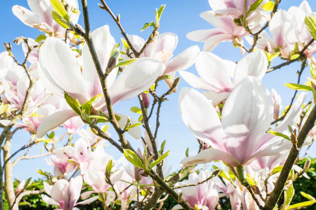 22 Beautiful White Flowering Shrubs for Any Garden 7 magnolia shrub with white flowers